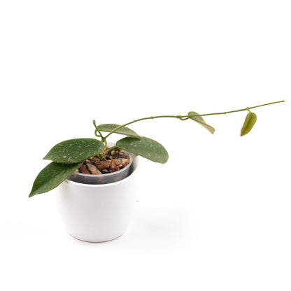 Hoya thomsonii, Größe S, Nr. 8