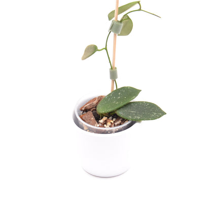 Hoya thomsonii, Größe S, Nr. 5