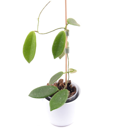 Hoya thomsonii, Größe S, Nr. 7