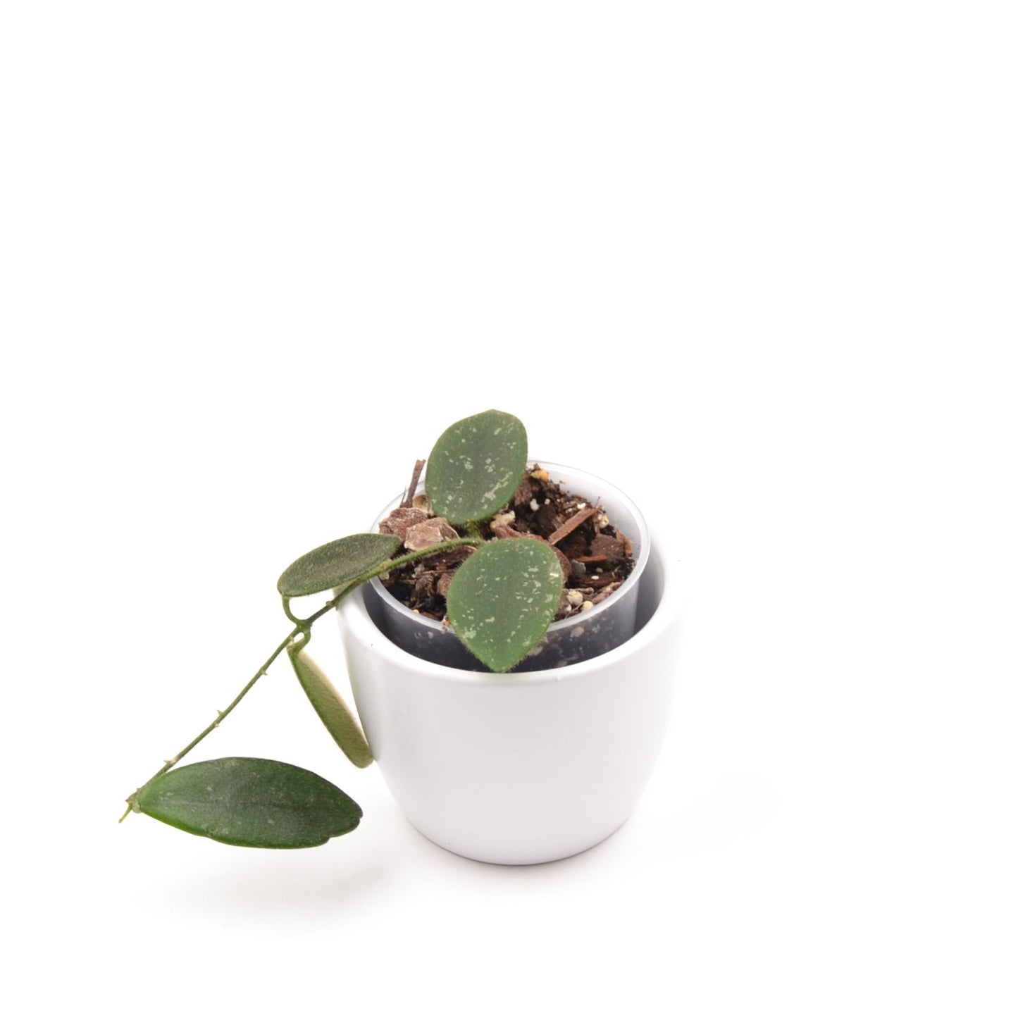 Hoya thomsonii, Größe S, Nr. 4
