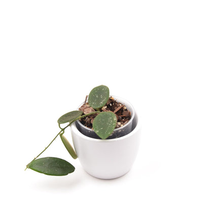 Hoya thomsonii, Größe S, Nr. 4