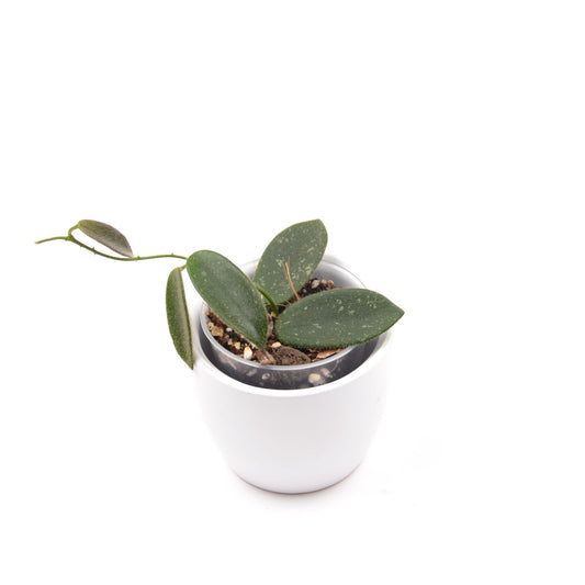 Hoya thomsonii, Größe S, Nr. 3