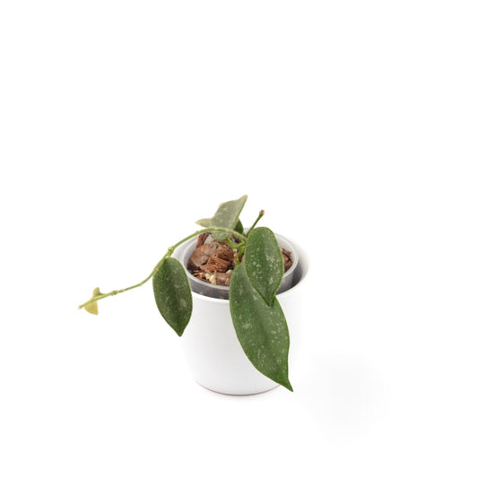 Hoya thomsonii, Größe S, Nr. 8