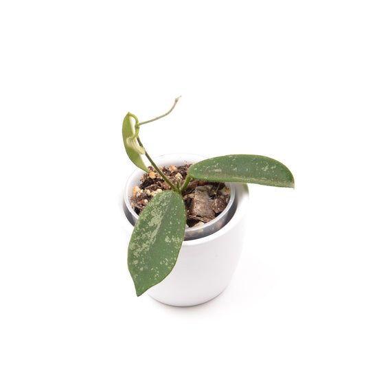 Hoya thomsonii, Größe S, Nr. 1