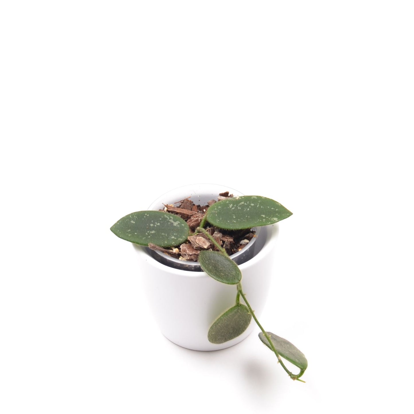 Hoya thomsonii, Größe S, Nr. 4