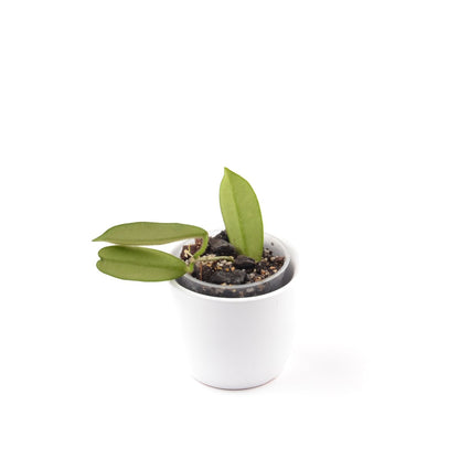 Hoya thomsonii, Größe S, Nr. 9