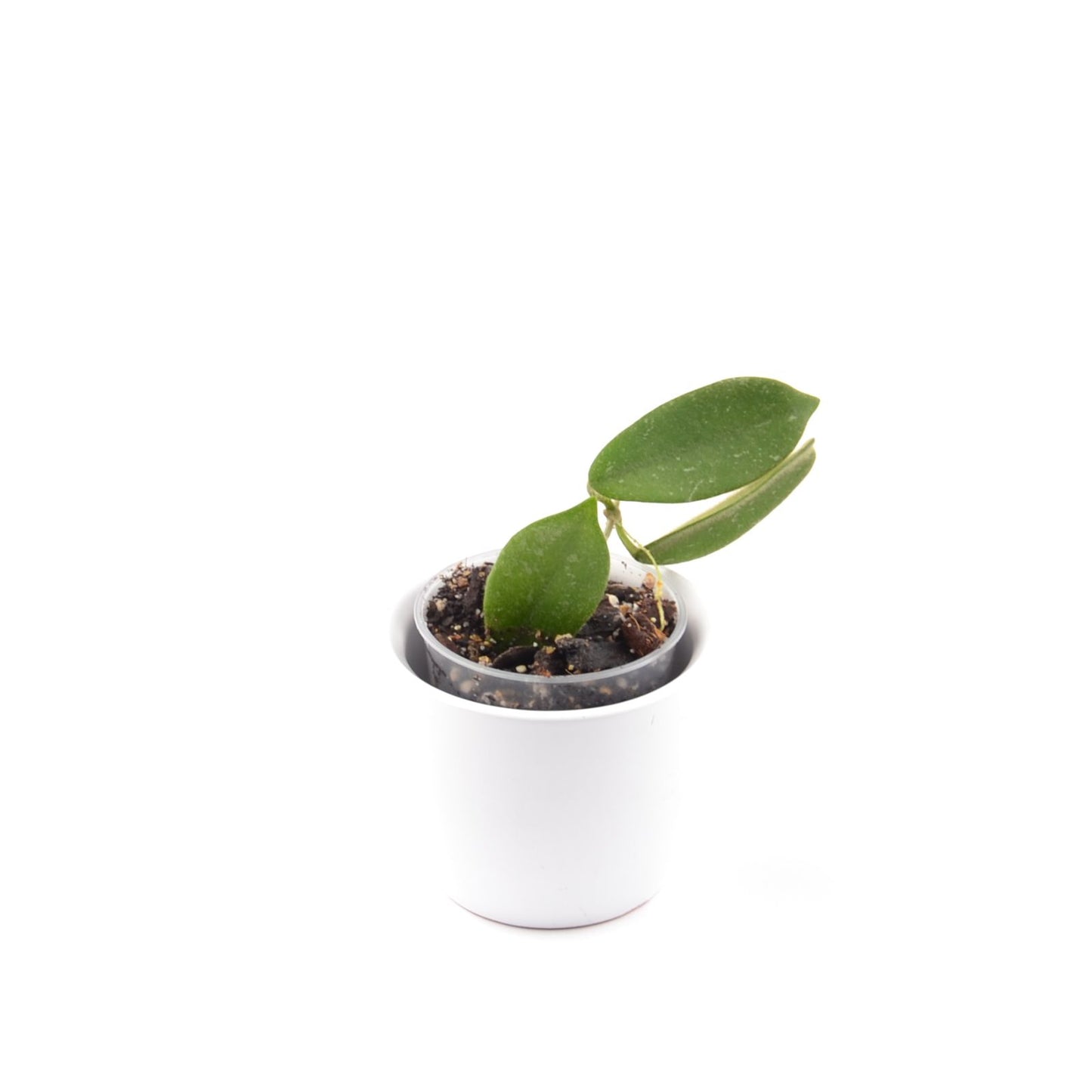 Hoya thomsonii, Größe S, Nr. 9
