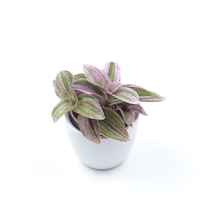 Tradescantia (Continental Group) ‘Sweet Tabby’, Größe S