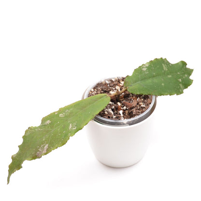 Hoya undulata Black, Größe S, Nr. 1