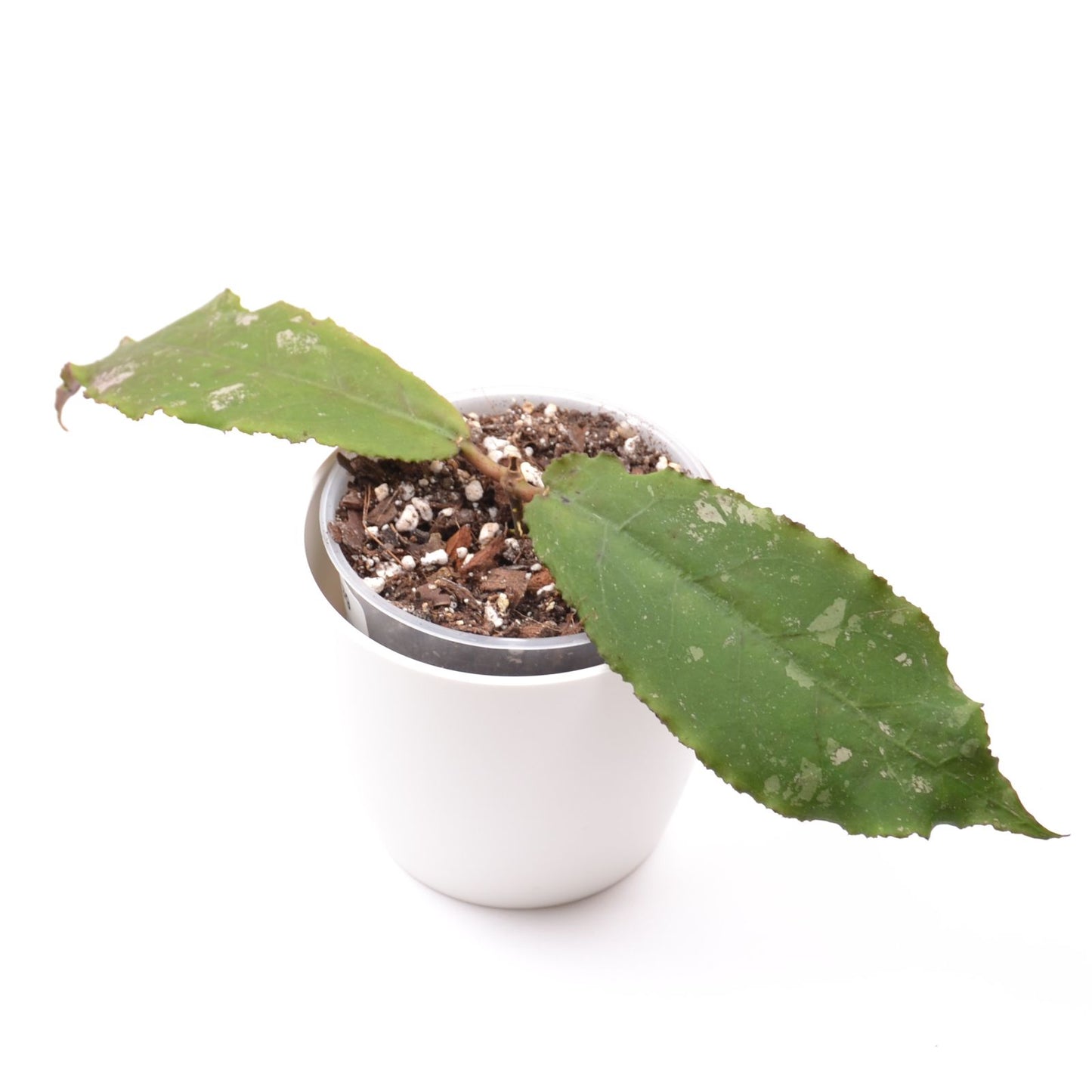 Hoya undulata Black, Größe S, Nr. 1