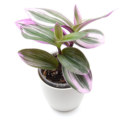Tradescantia 'Nanouk', Größe M