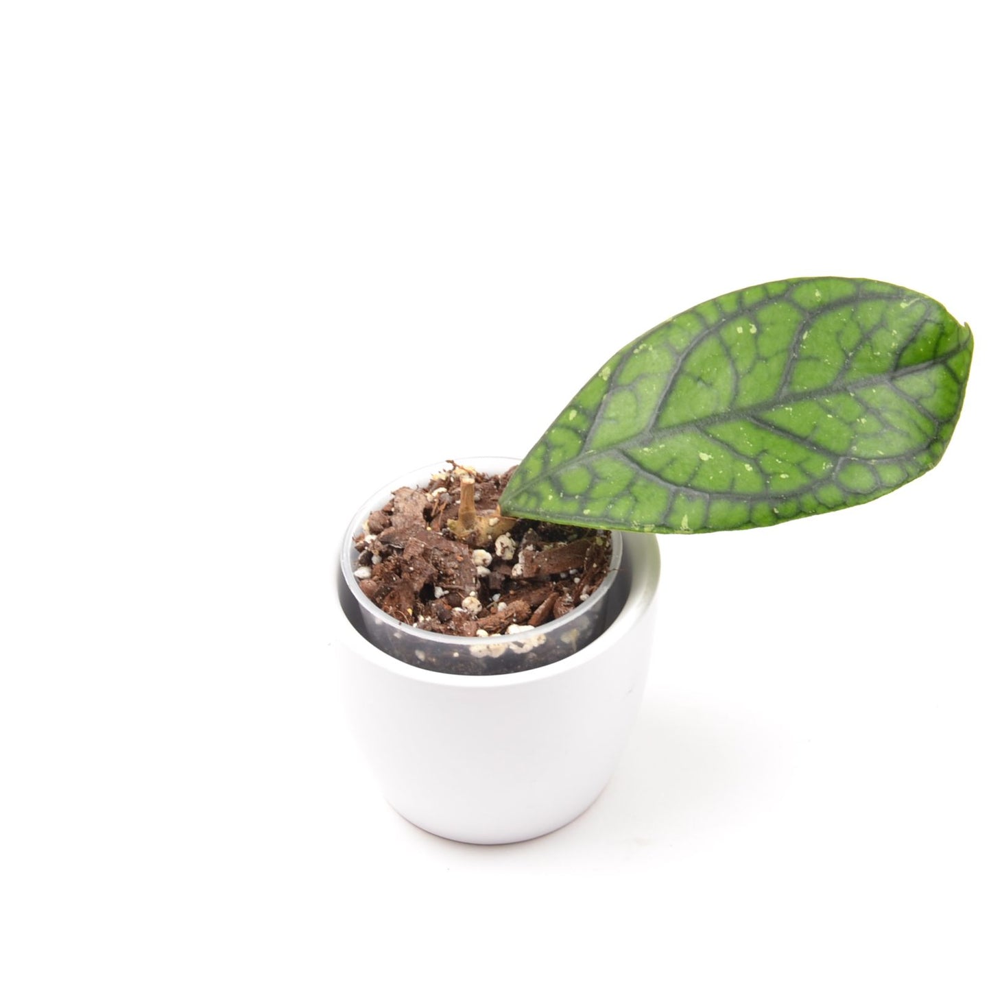 Hoya callistophylla 'Vena', Größe S, Nr. 3