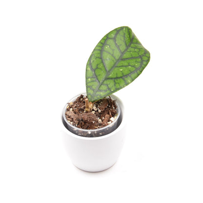 Hoya callistophylla 'Vena', Größe S, Nr. 3