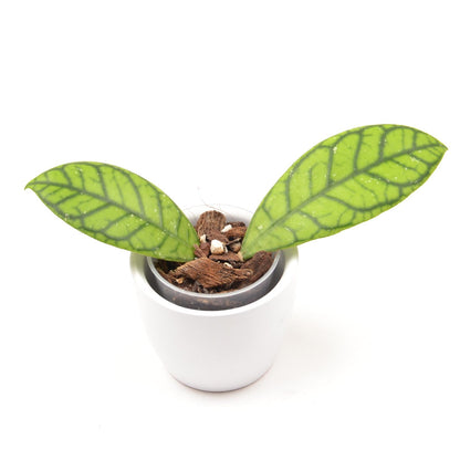 Hoya callistophylla 'Vena', Größe S, Nr. 4