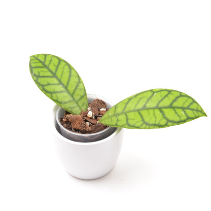 Hoya callistophylla 'Vena', Größe S, Nr. 4