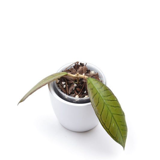 Hoya sp. 'Gunung Gading', Größe S, Nr. 1