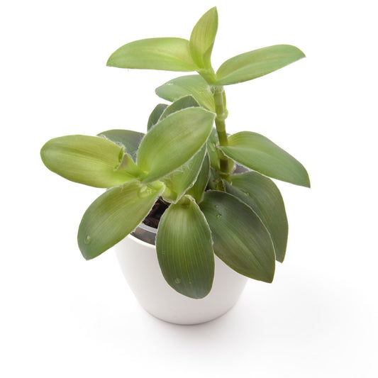 Tradescantia ‘Pale Puma’, Größe M