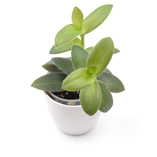 Tradescantia ‘Pale Puma’, Größe M