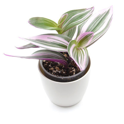 Tradescantia 'Nanouk', Größe M