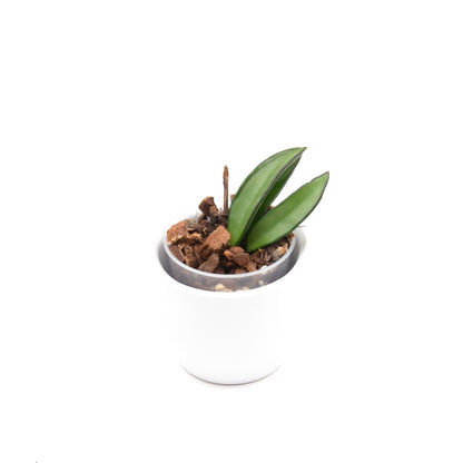 Hoya wayetii, Größe S, Nr. 5