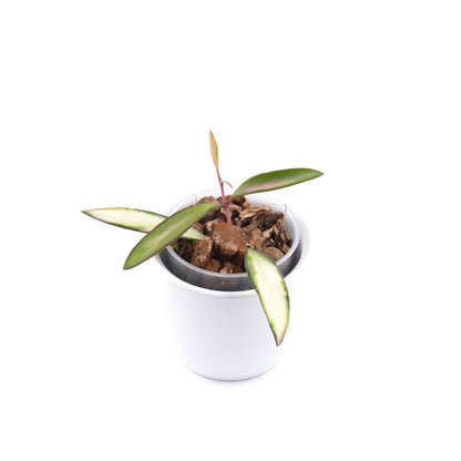 Hoya wayetii (inner variegated), Größe S, Nr. 3