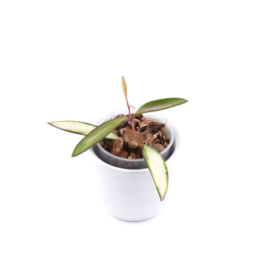 Hoya wayetii (inner variegated), Größe S, Nr. 3