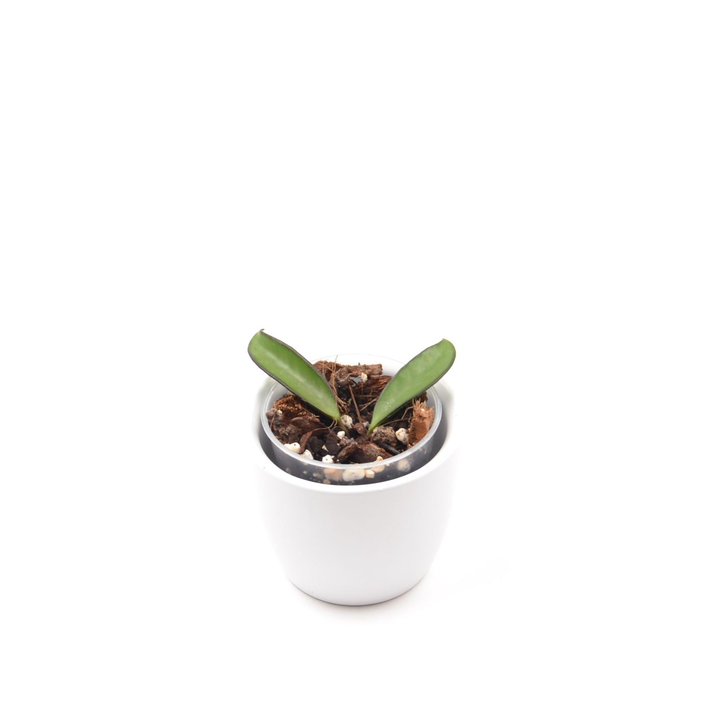 Hoya wayetii, Größe S, Nr. 1