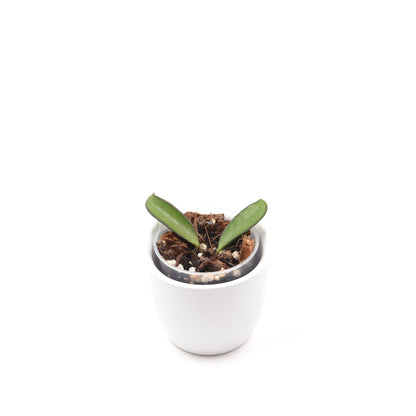 Hoya wayetii, Größe S, Nr. 1
