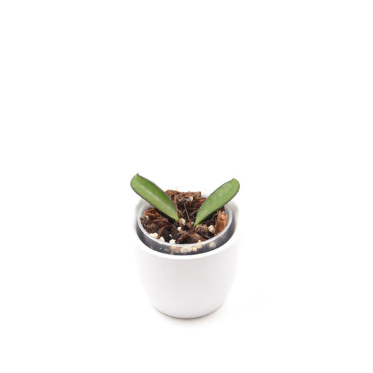 Hoya wayetii, Größe S, Nr. 1