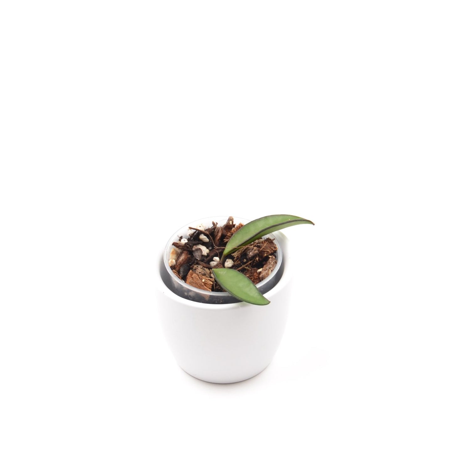 Hoya wayetii, Größe S, Nr. 1