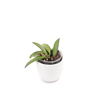 Hoya wayetii, Größe S, Nr. 4