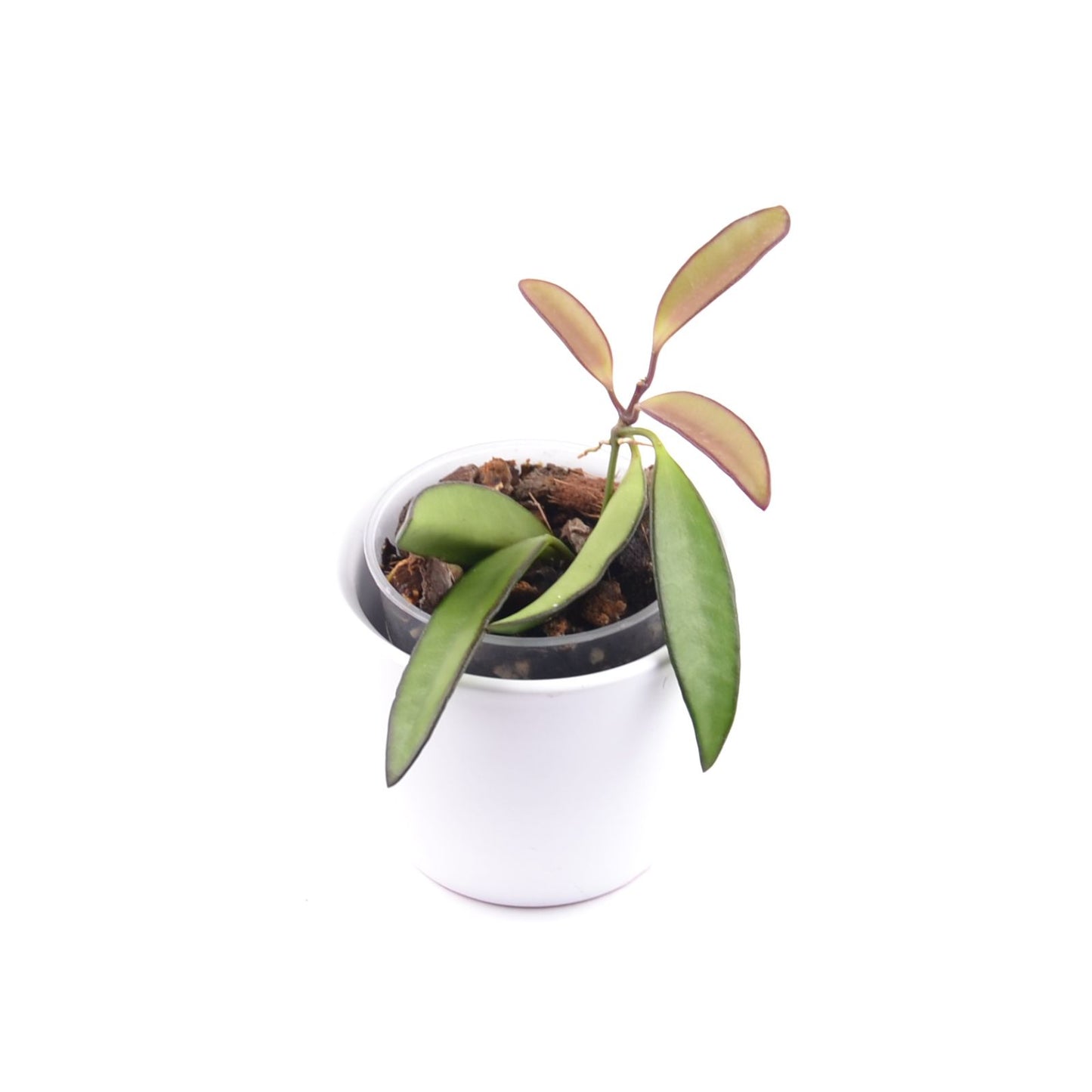Hoya wayetii, Größe S, Nr. 7