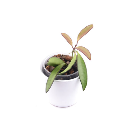 Hoya wayetii, Größe S, Nr. 7