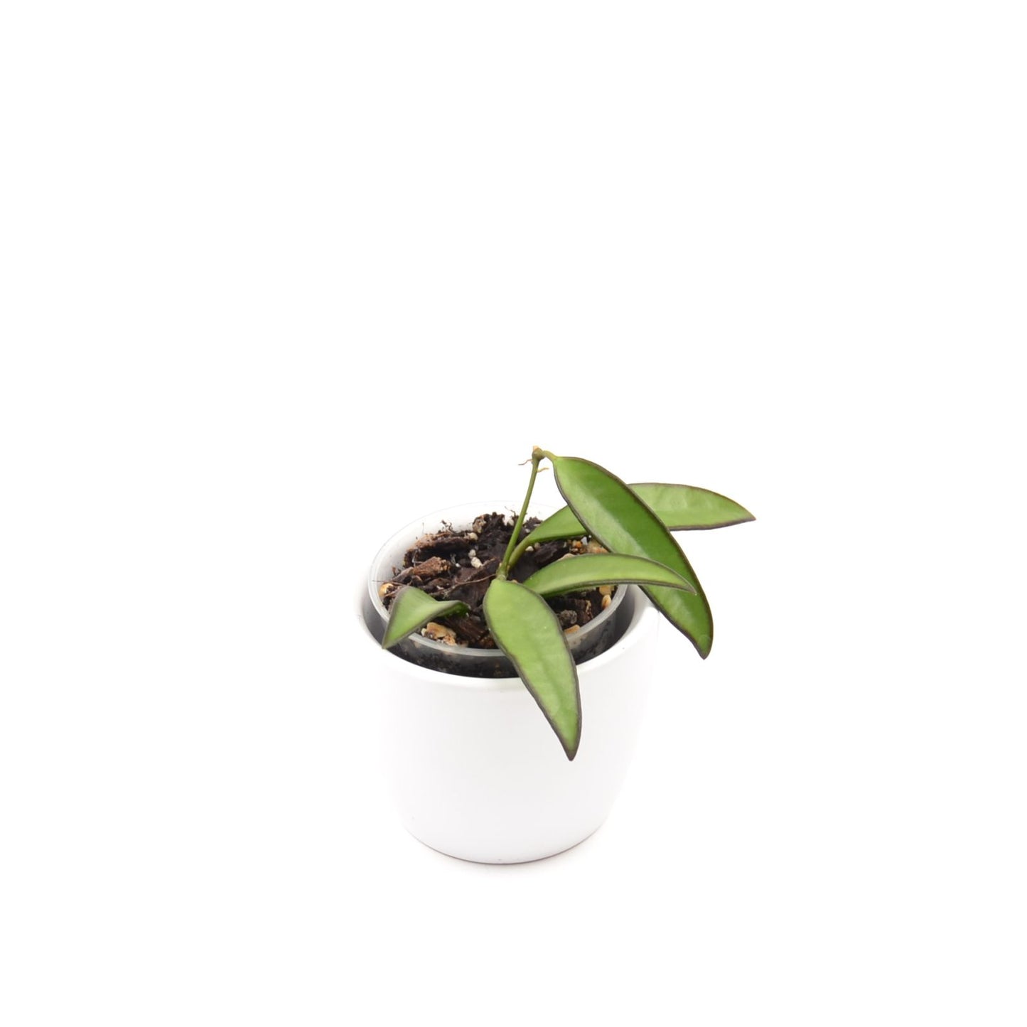 Hoya wayetii, Größe S, Nr. 4