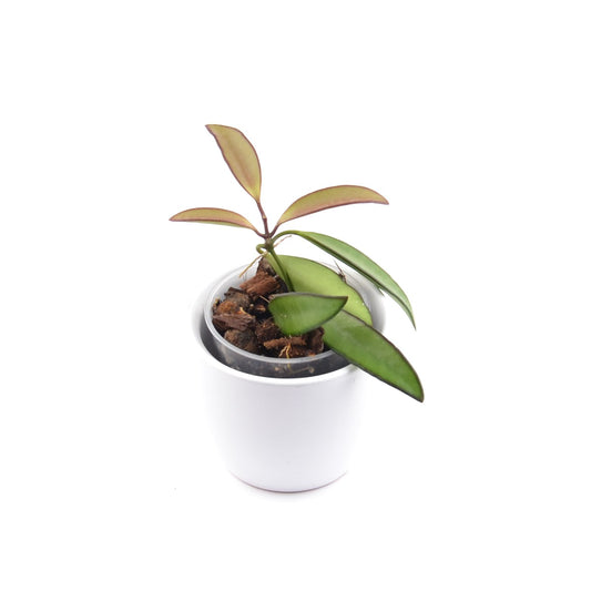 Hoya wayetii, Größe S, Nr. 7