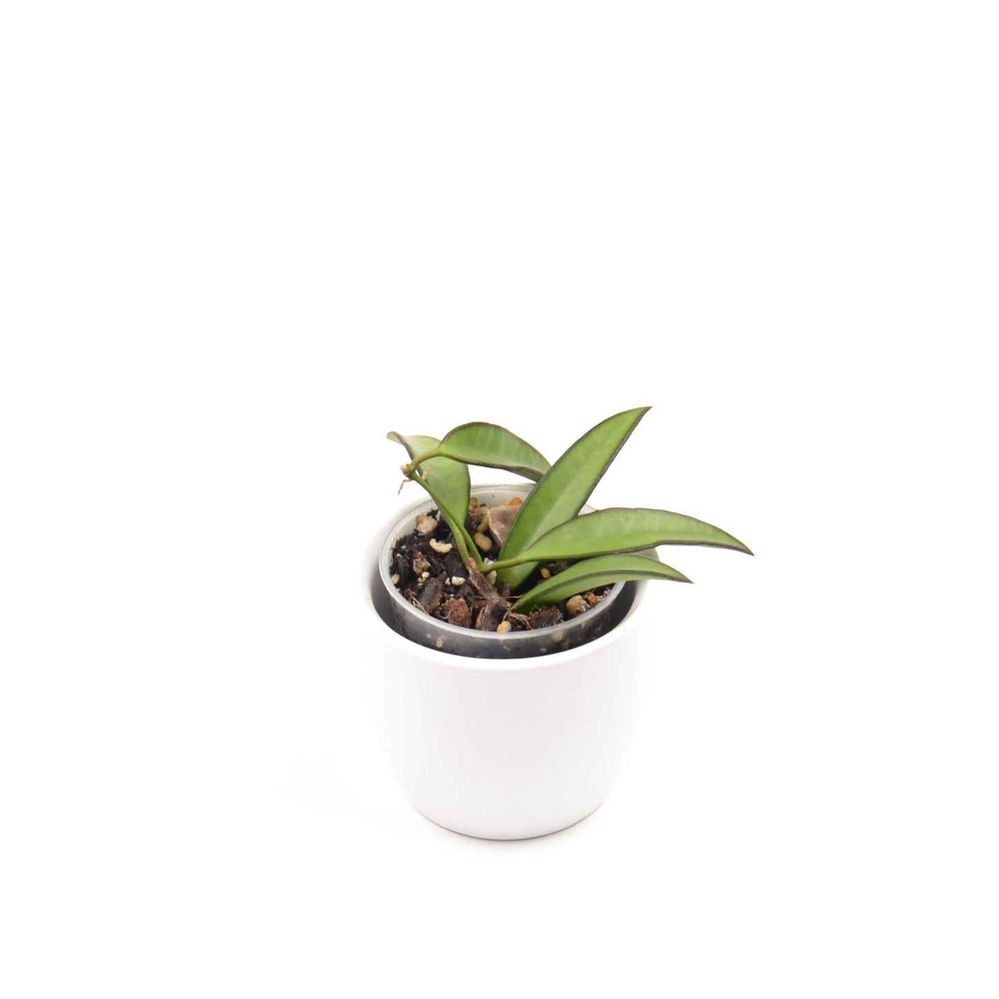 Hoya wayetii, Größe S, Nr. 4
