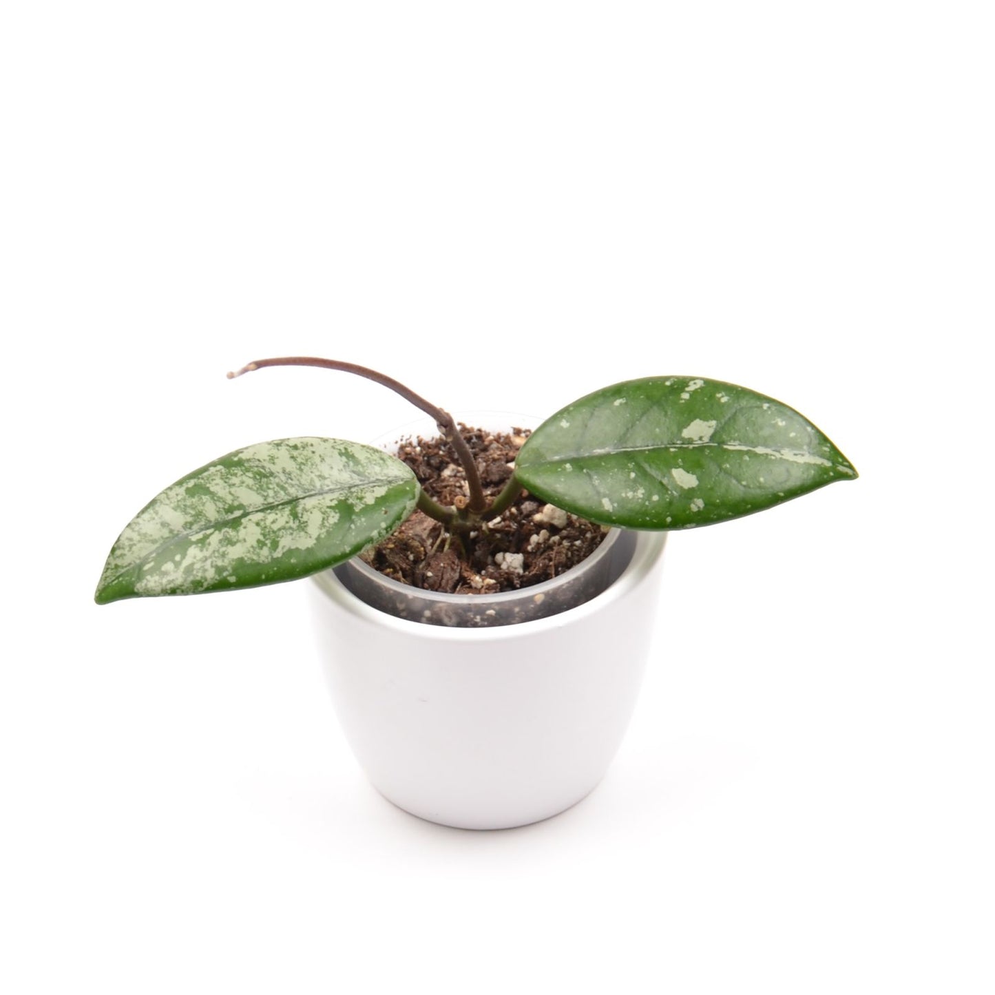 Hoya carnosa 'Wilbur Graves', Größe S, Nr. 4