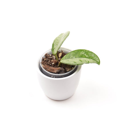 Hoya carnosa 'Wilbur Graves', Größe S, Nr. 3