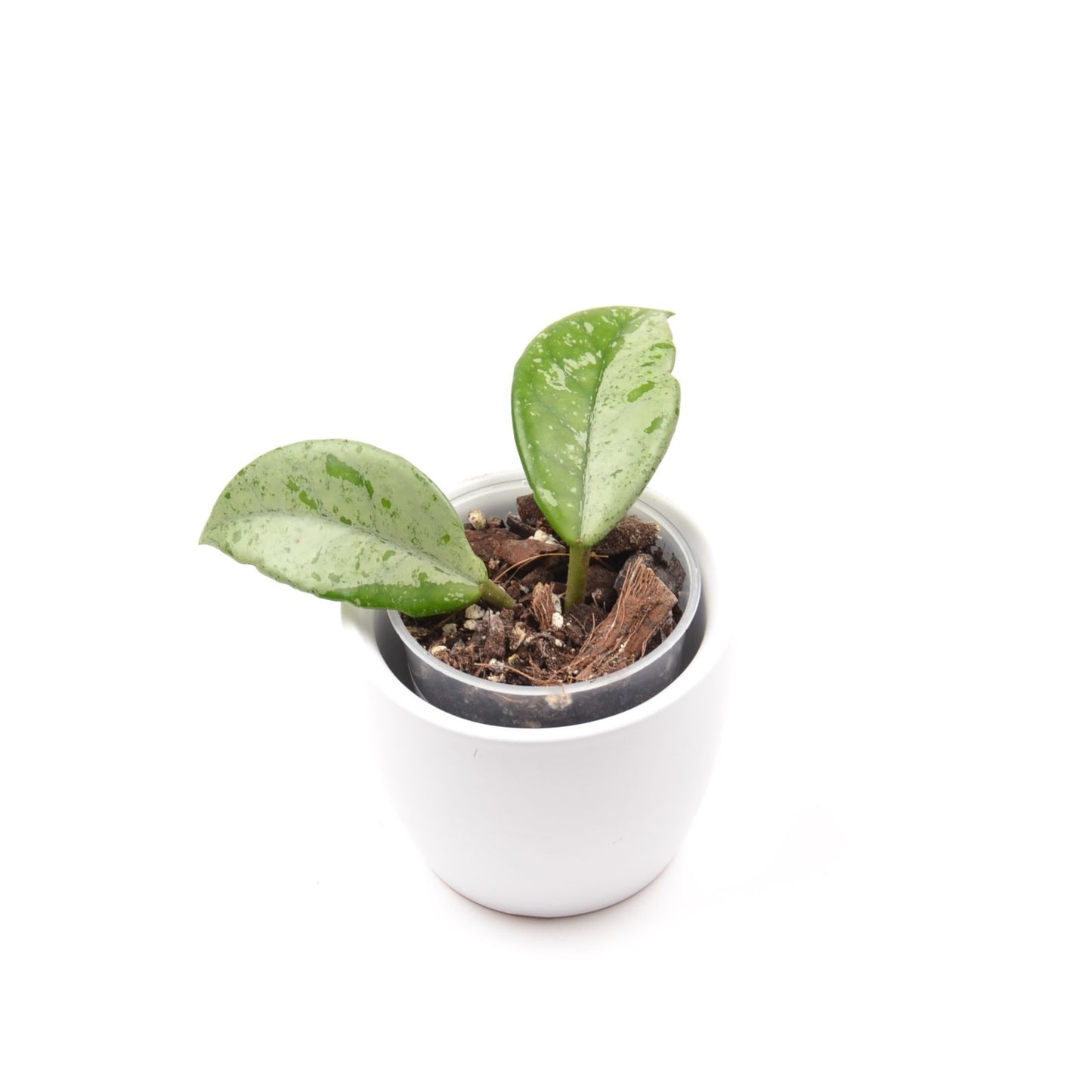 Hoya carnosa 'Wilbur Graves', Größe S, Nr. 3