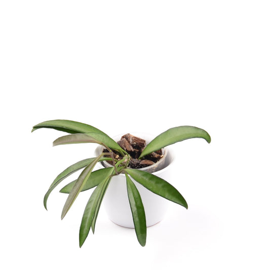 Hoya wayetii, Größe S, Nr. 10
