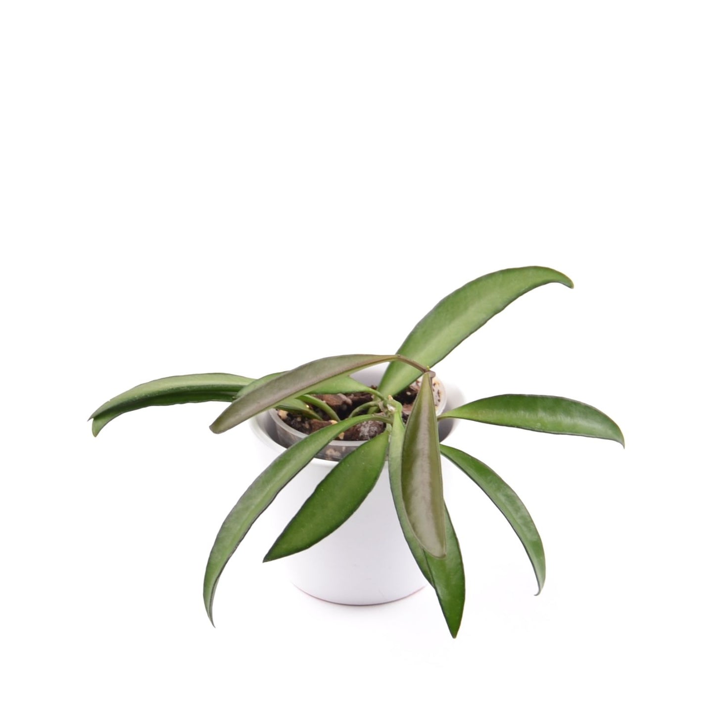 Hoya wayetii, Größe S, Nr. 10