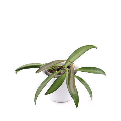 Hoya wayetii, Größe S, Nr. 10