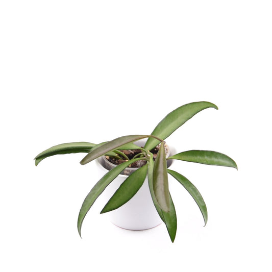 Hoya wayetii, Größe S, Nr. 10