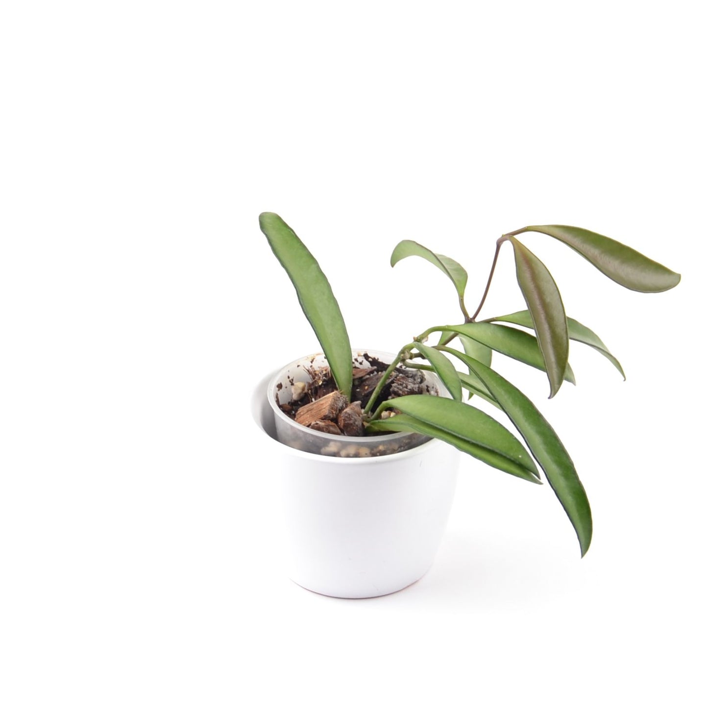 Hoya wayetii, Größe S, Nr. 10