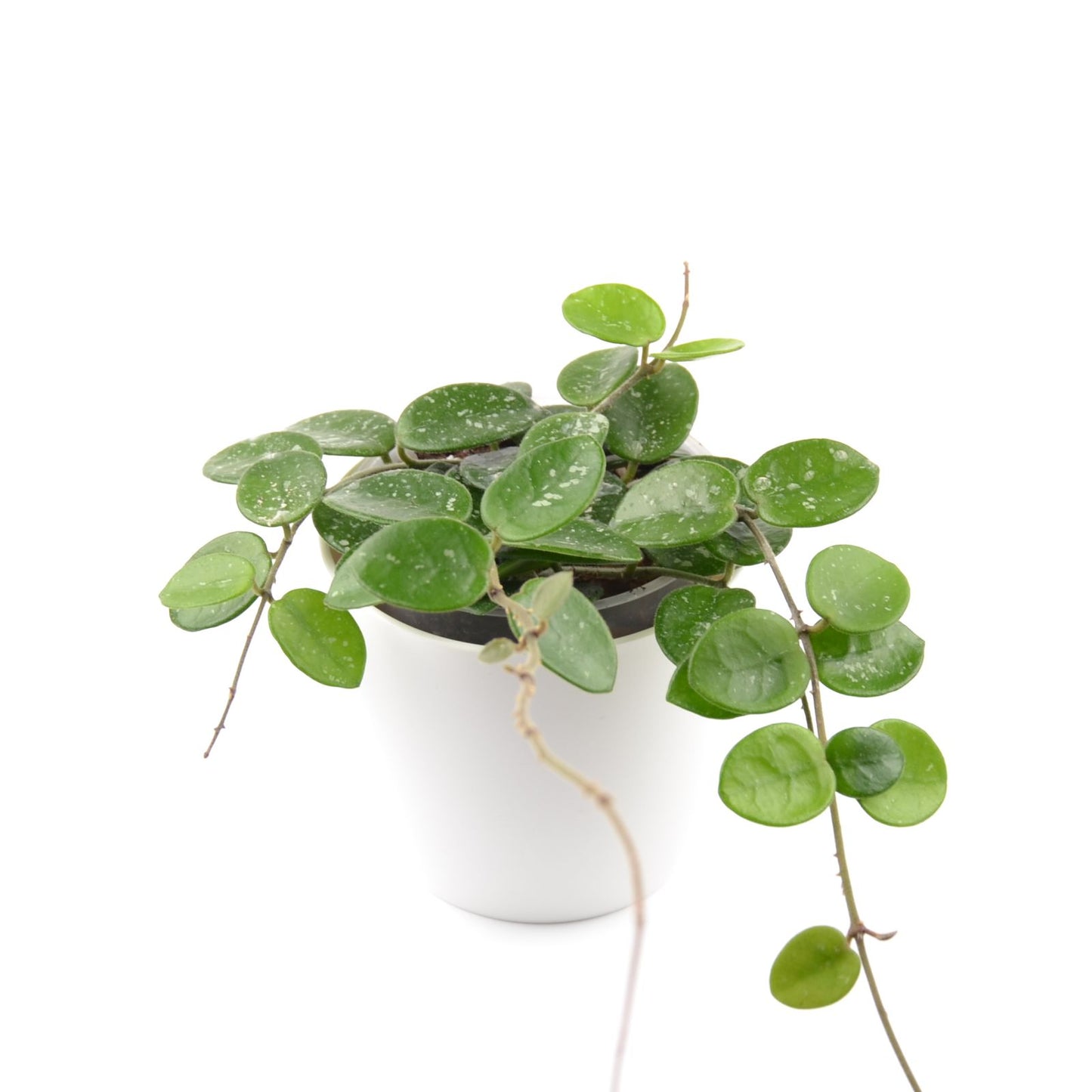 Hoya cv. Mathilde (splash), Größe M, Nr. 1