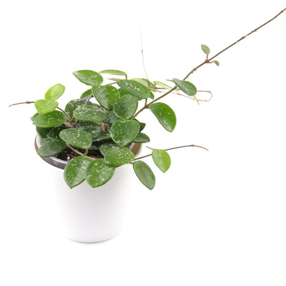 Hoya cv. Mathilde (splash), Größe M, Nr. 1