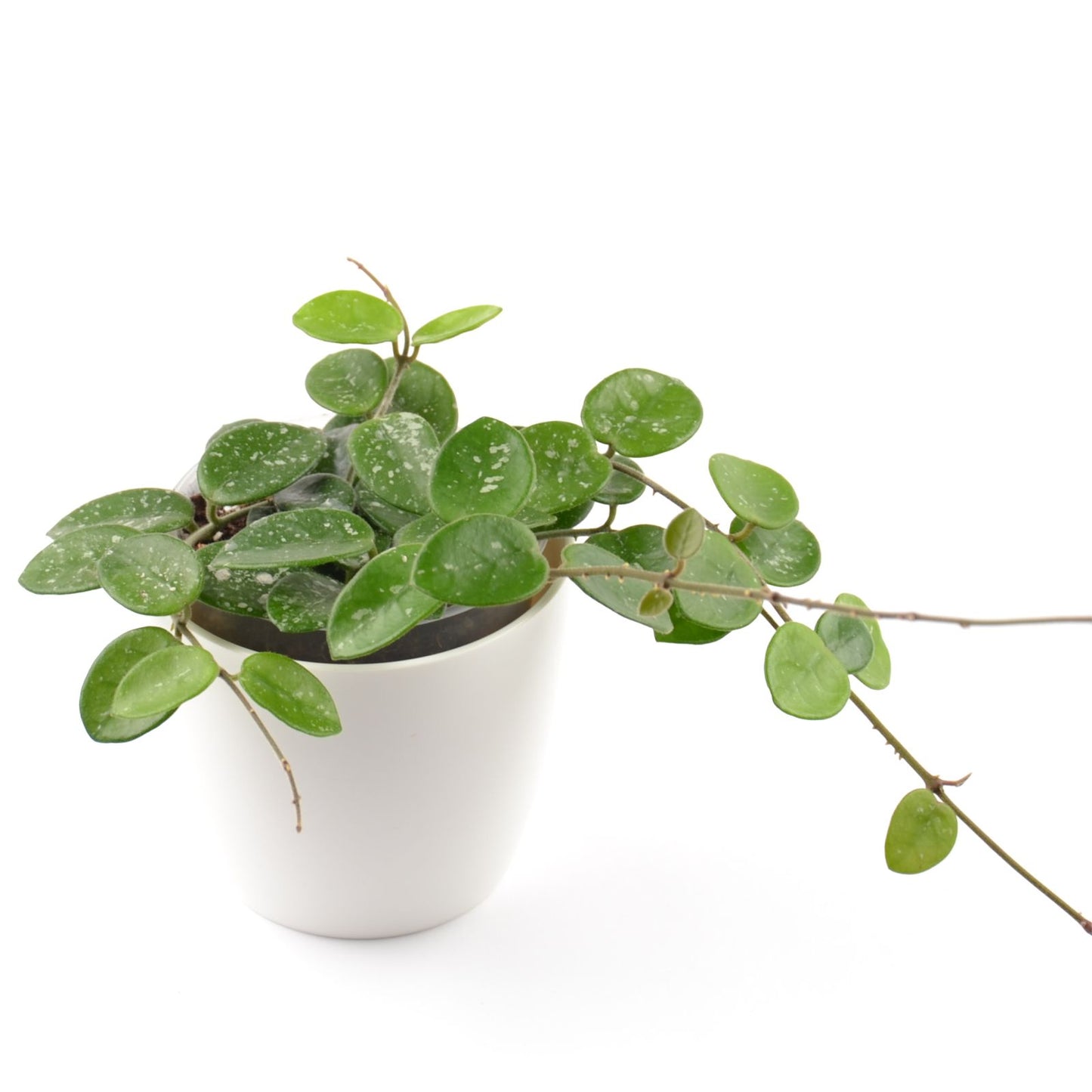 Hoya cv. Mathilde (splash), Größe M, Nr. 1