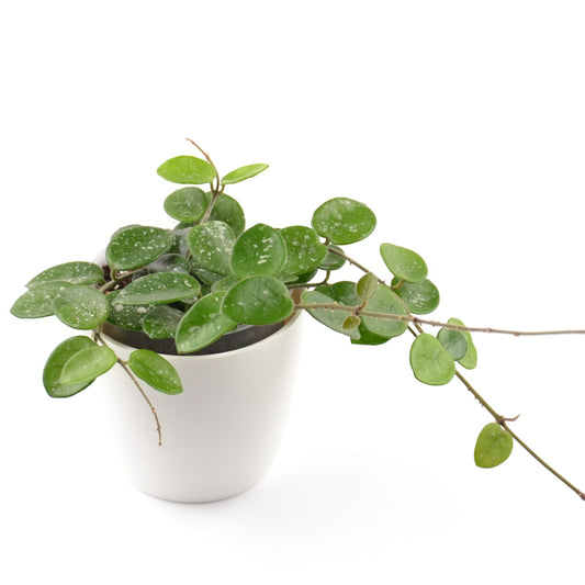 Hoya cv. Mathilde (splash), Größe M, Nr. 1