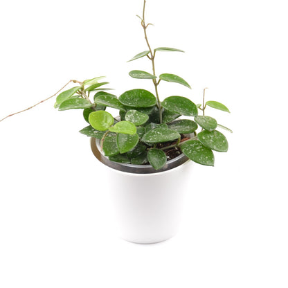 Hoya cv. Mathilde (splash), Größe M, Nr. 1