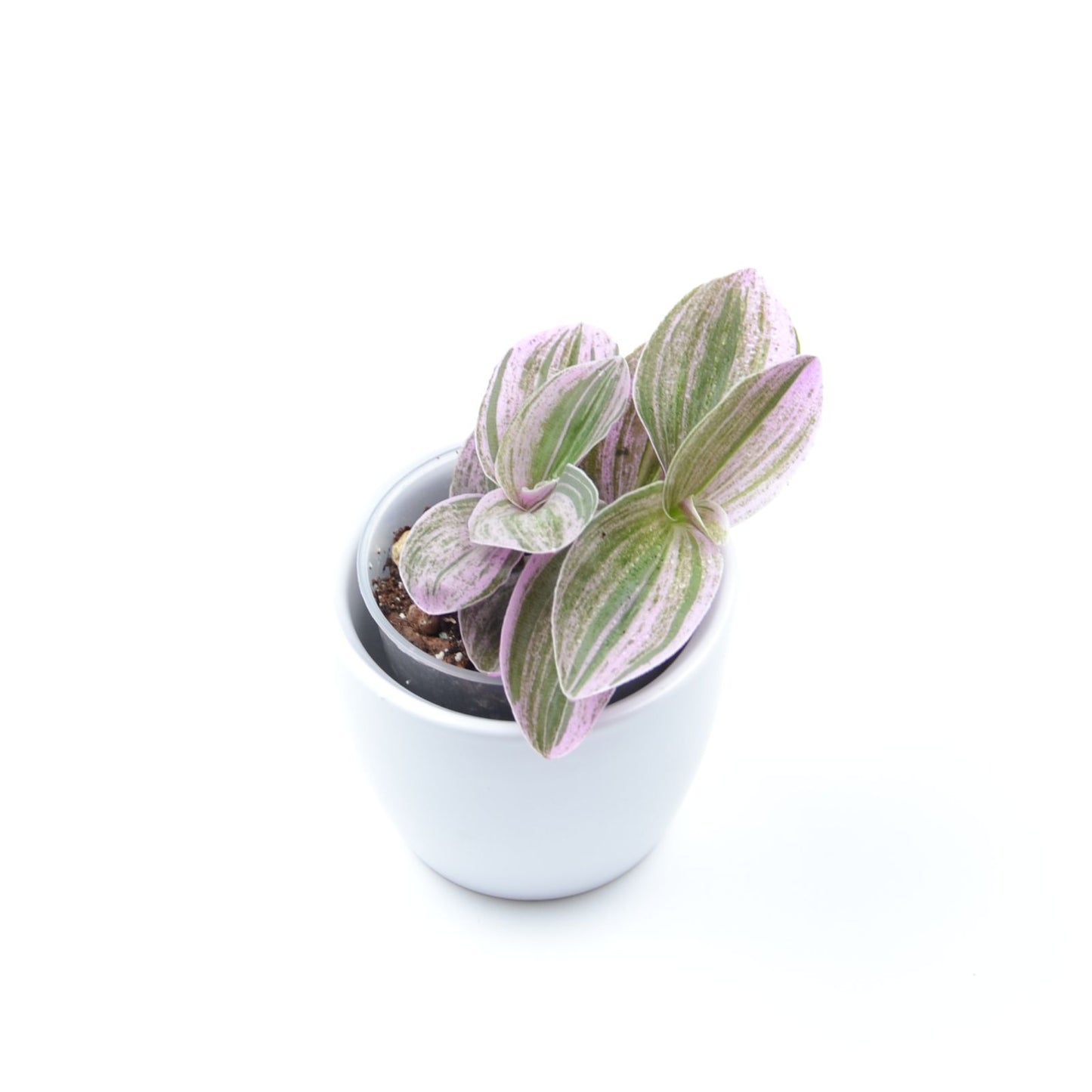 Tradescantia (Continental Group) ‘Sweet Tabby’, Größe S